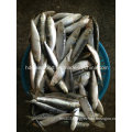 Frozen Sardine Seafood Fish for Bait